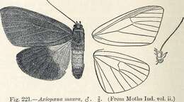 Axiopoena maura Eichwald 1832 resmi