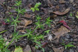 Eryngium foetidum L. resmi