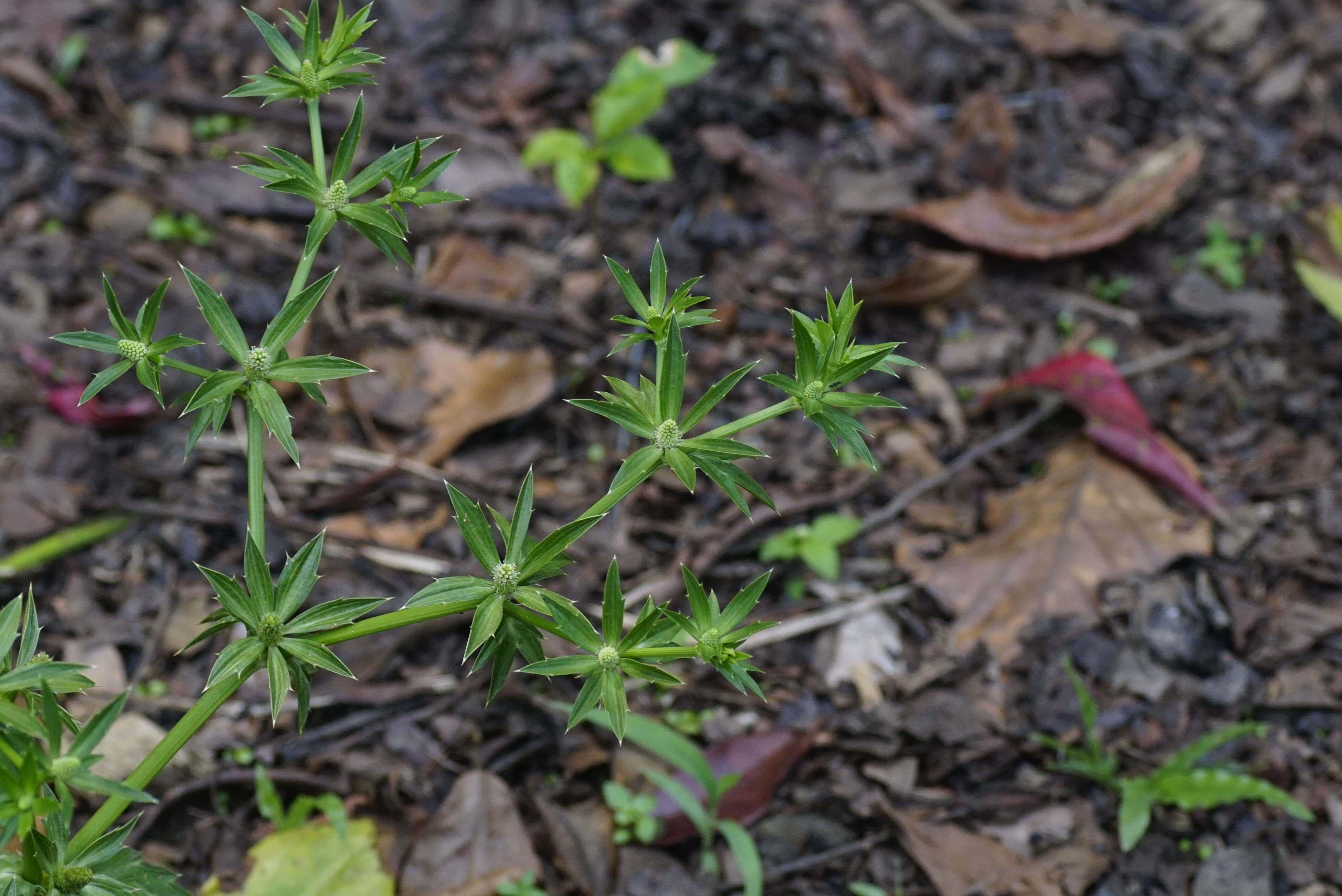 Eryngium foetidum L. resmi