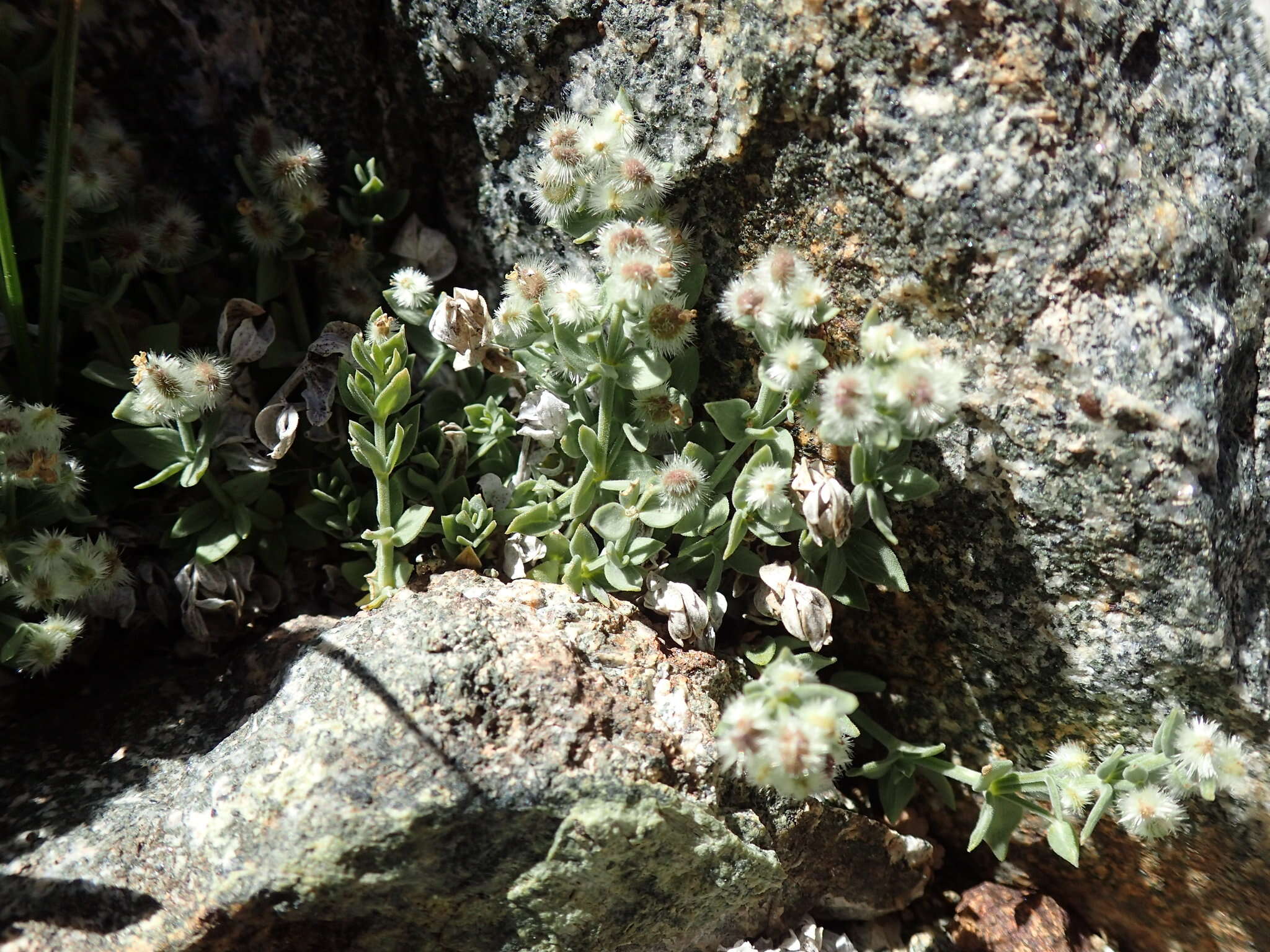 Image of alpine bedstraw