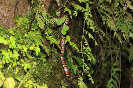 Image of Lampropeltis micropholis Cope 1860