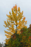 Image of Common Aspen