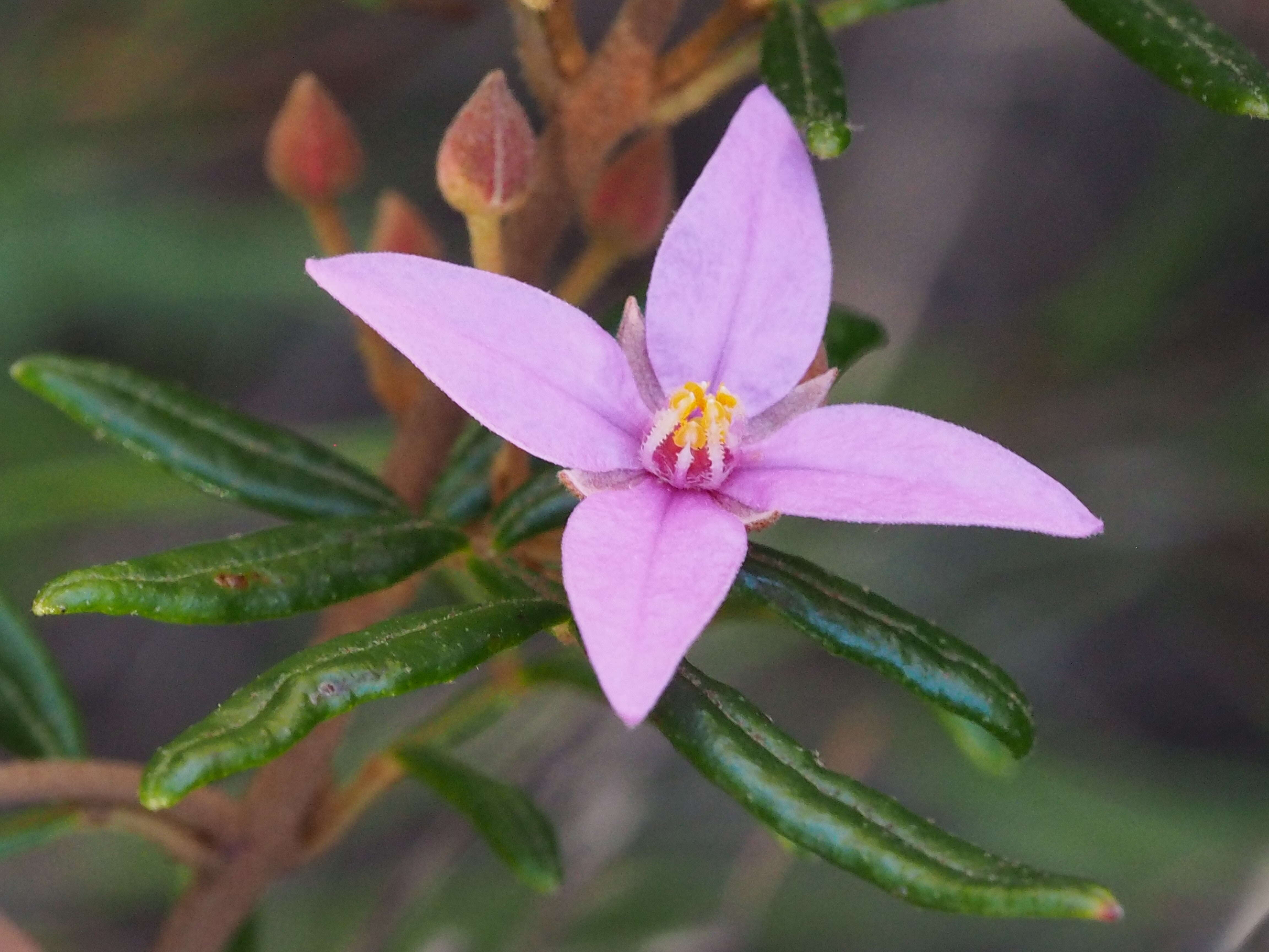 Image of Boronia angustisepala M. F. Duretto