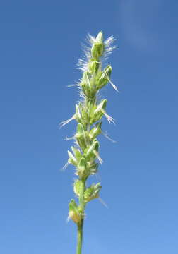 Image of Thyridolepis mitchelliana (Nees) S. T. Blake