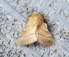 Image of lackey moth