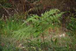 Image of Pteridium esculentum (G. Forst.) Nakai