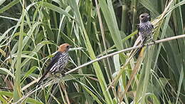 Cecropis abyssinica (Guérin-Méneville 1843) resmi