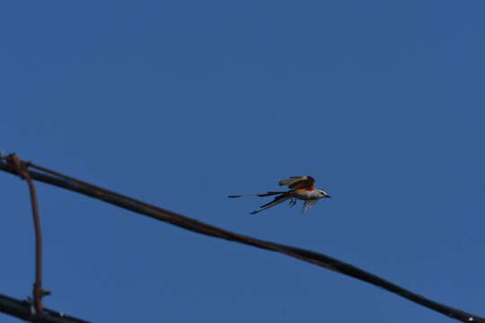 Image of Scissor-tailed Flycatcher