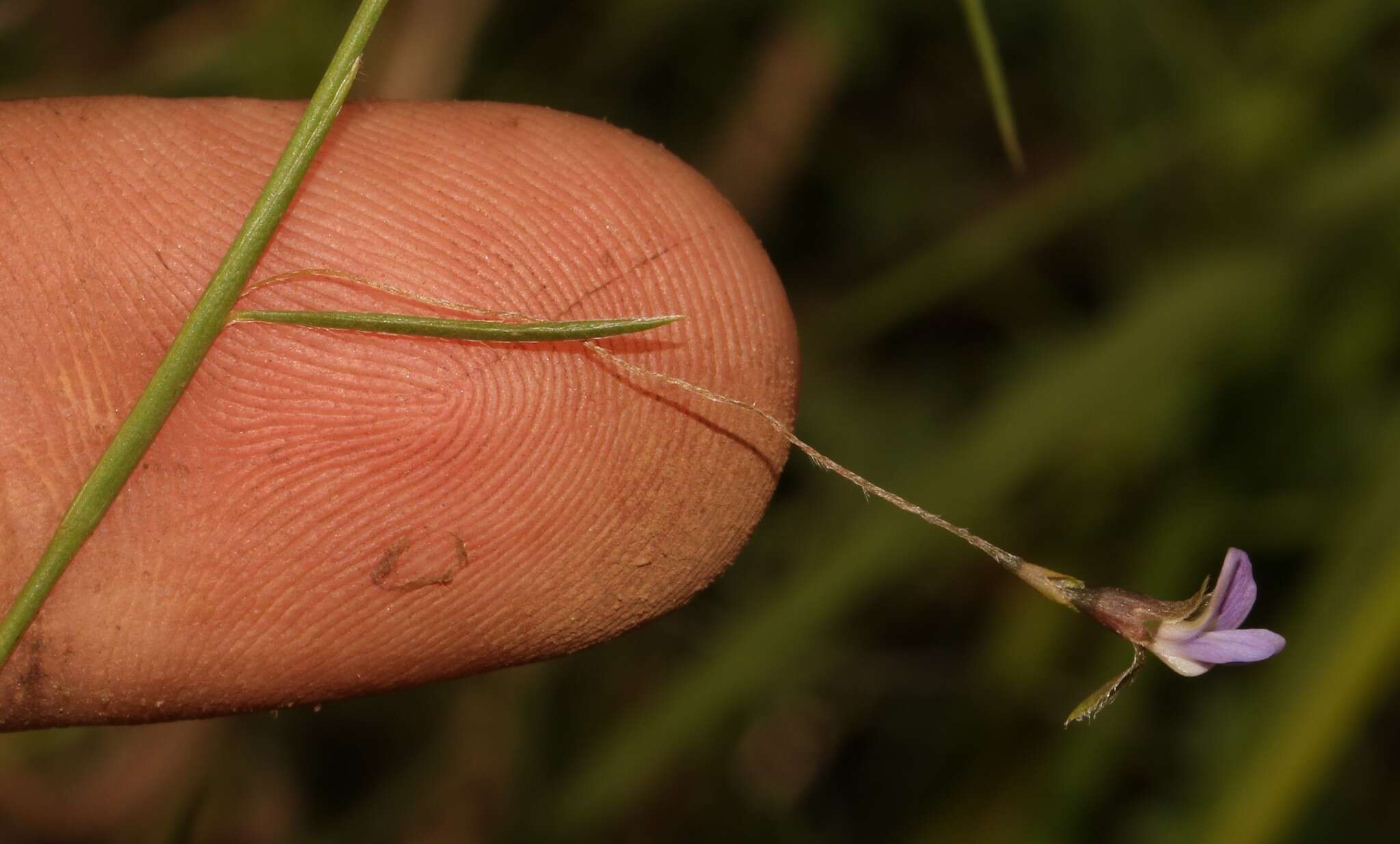 Imagem de Psoralea cataracta