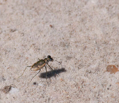 Image of White-cloaked Tiger Beetle