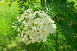 Image of Sorbus commixta var. ulleungensis (Chin S. Chang) M. Kim