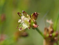 Imagem de Juncus alpinoarticulatus Chaix