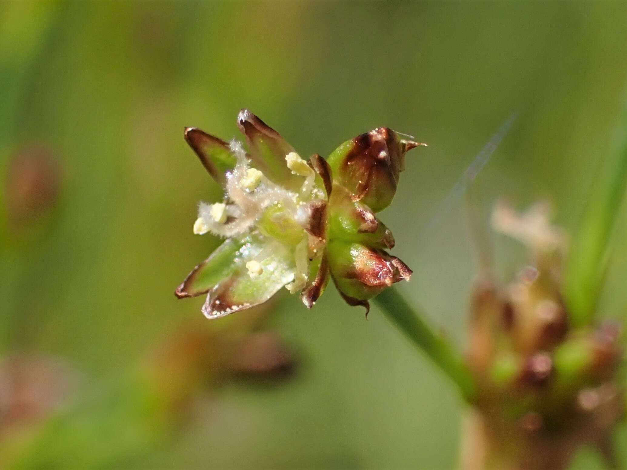 Imagem de Juncus alpinoarticulatus Chaix