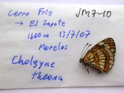 Image of Chlosyne theona