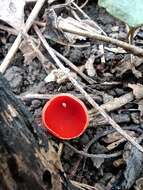 Image of Ruby elfcup