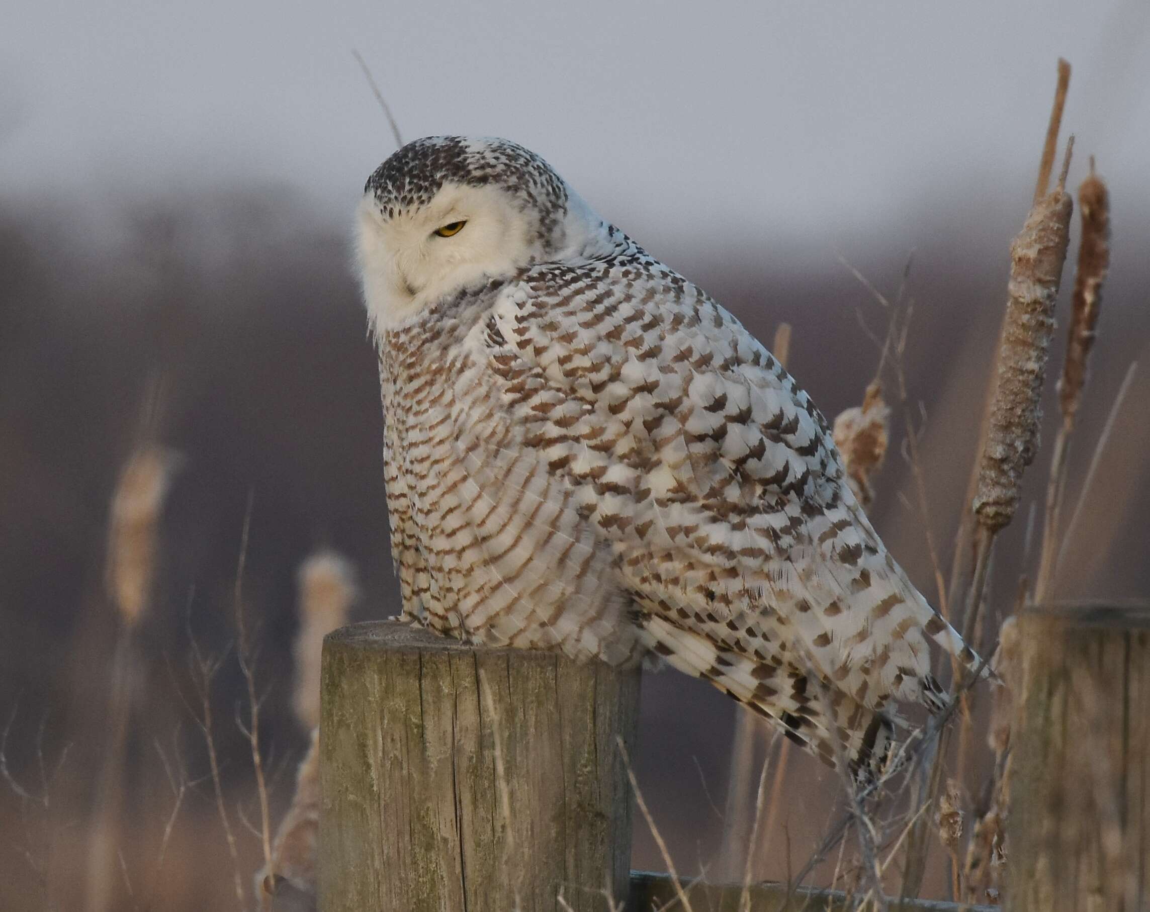 Image of Snowy Owl