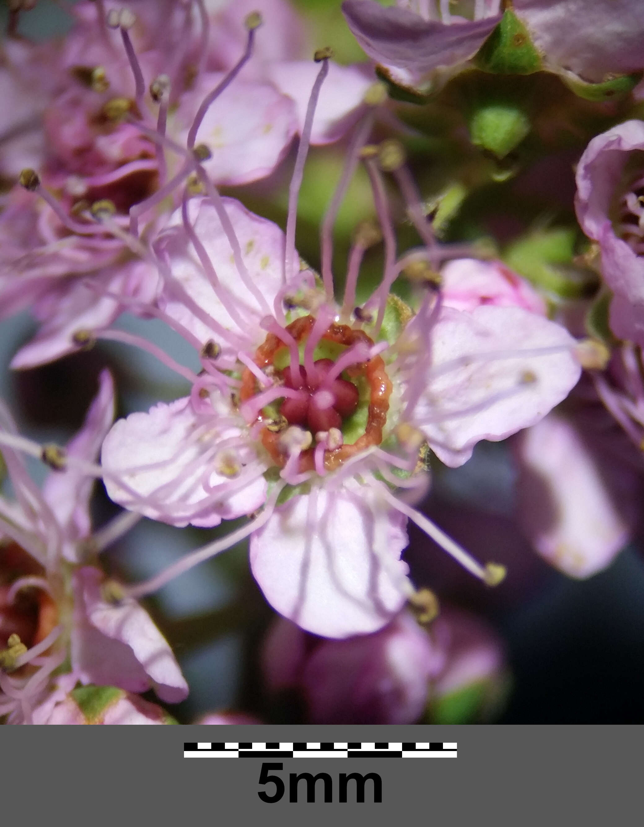 Слика од Spiraea salicifolia L.