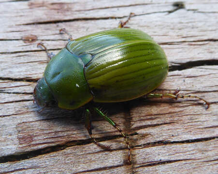 Image of Stethaspis