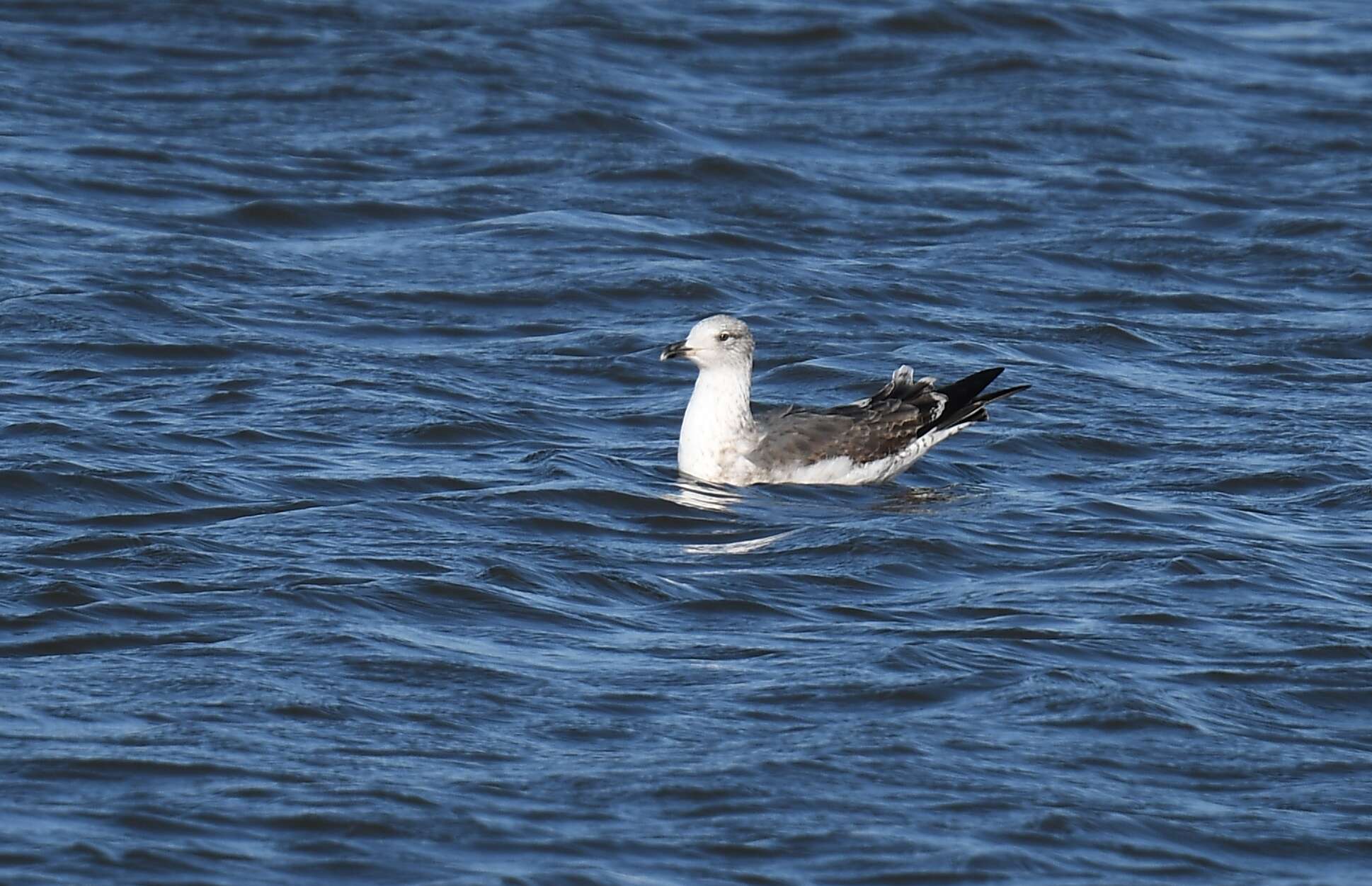 Image of Lesser Black-backed Gull