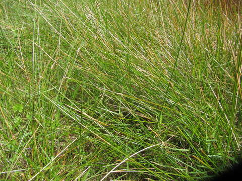 Image of Kyllinga brevifolia