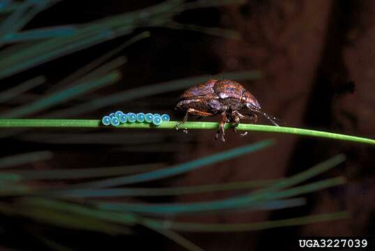 Image of Shieldbacked Pine Seed Bug