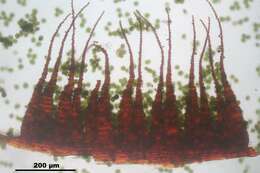 Image of fissidens moss