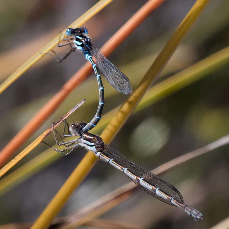 Image of Austrolestes psyche (Hagen ex Selys 1862)