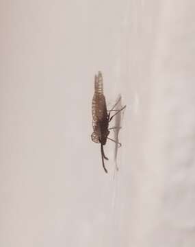 Image of Foliaceous Lace Bug