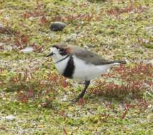 Слика од Charadrius falklandicus Latham 1790