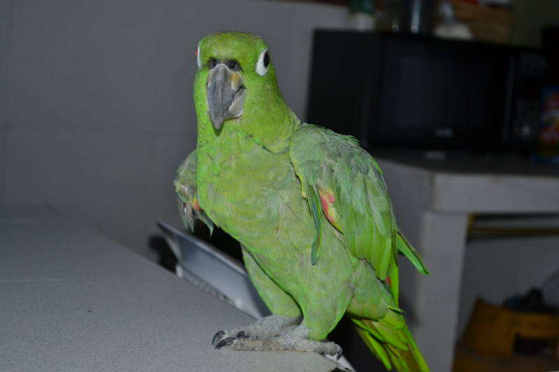 Image of Scaly-naped Amazon