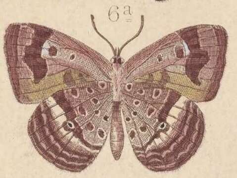 Image de Arhopala admete (Hewitson (1863))