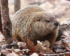 Image of Mongolian Marmot