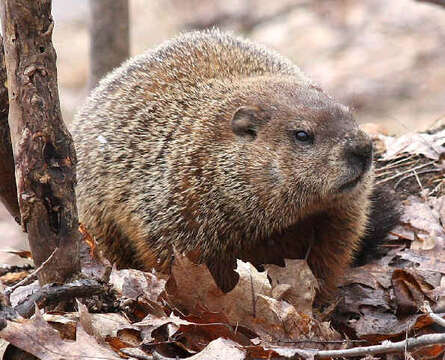 Plancia ëd Marmota sibirica (Radde 1862)