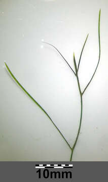 Image of Hairlike Pondweed