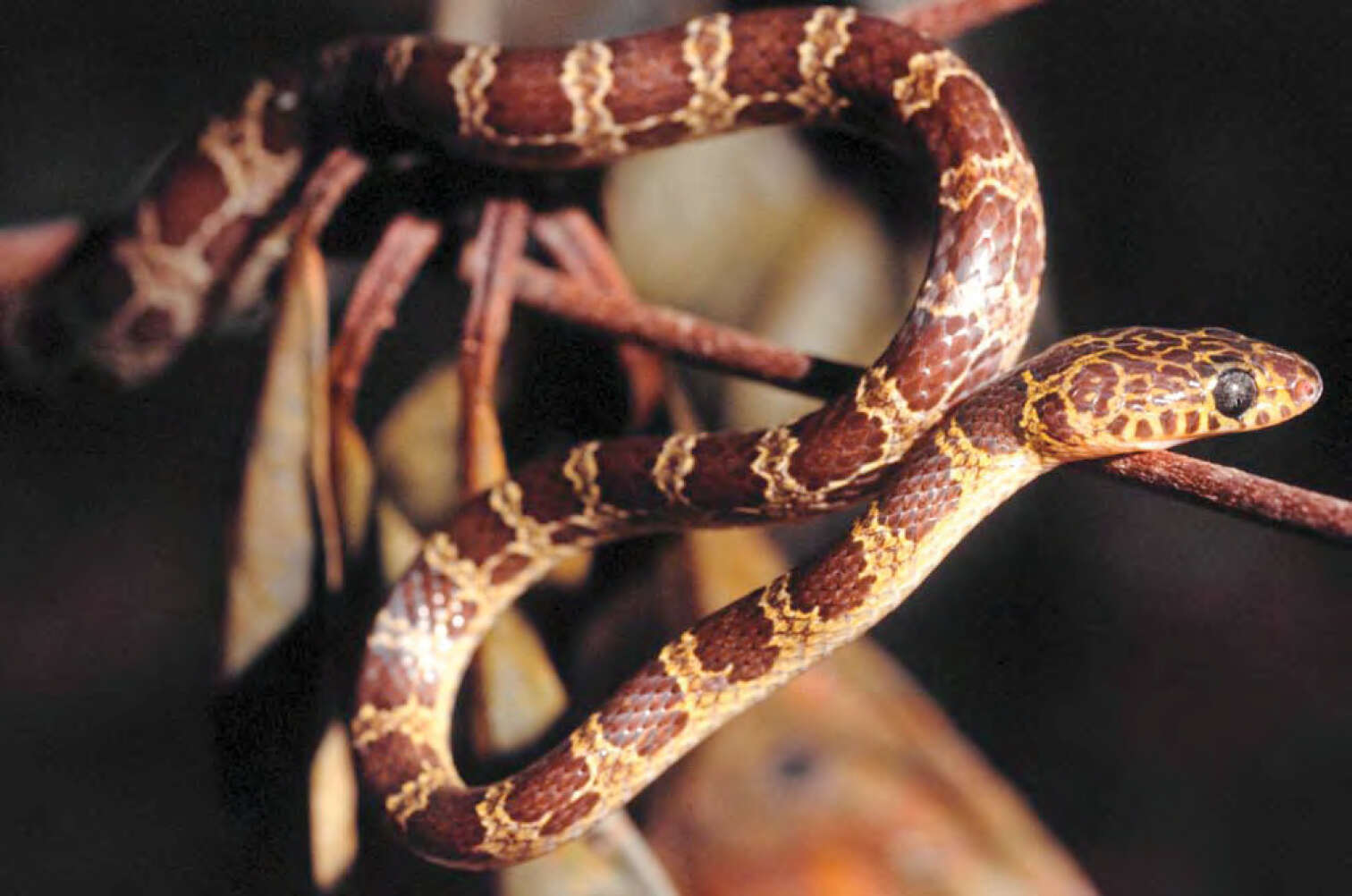 Image of Muller's Wolf Snake