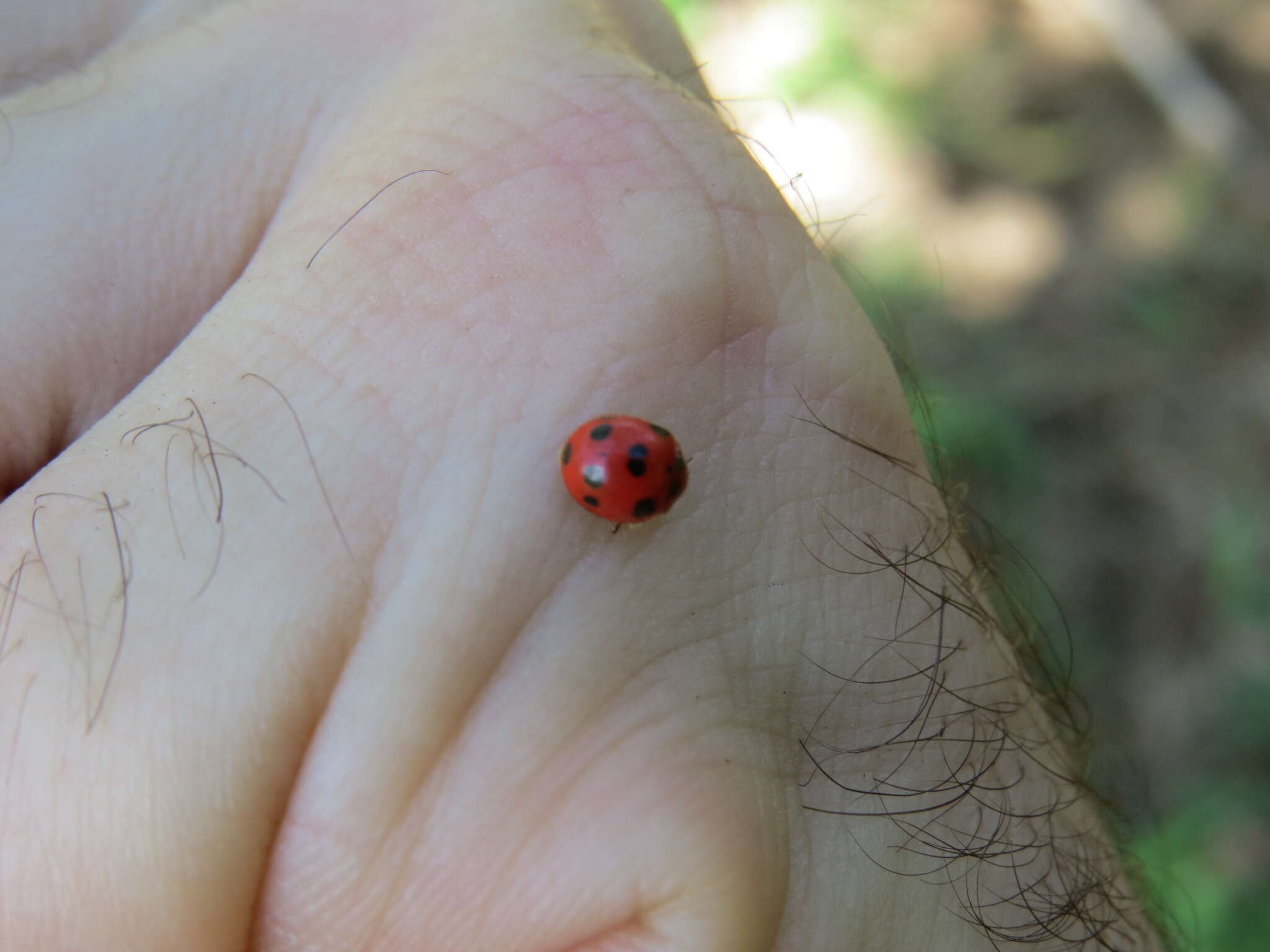 Image of Exoplectra miniata