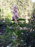 Слика од Spiraea salicifolia L.