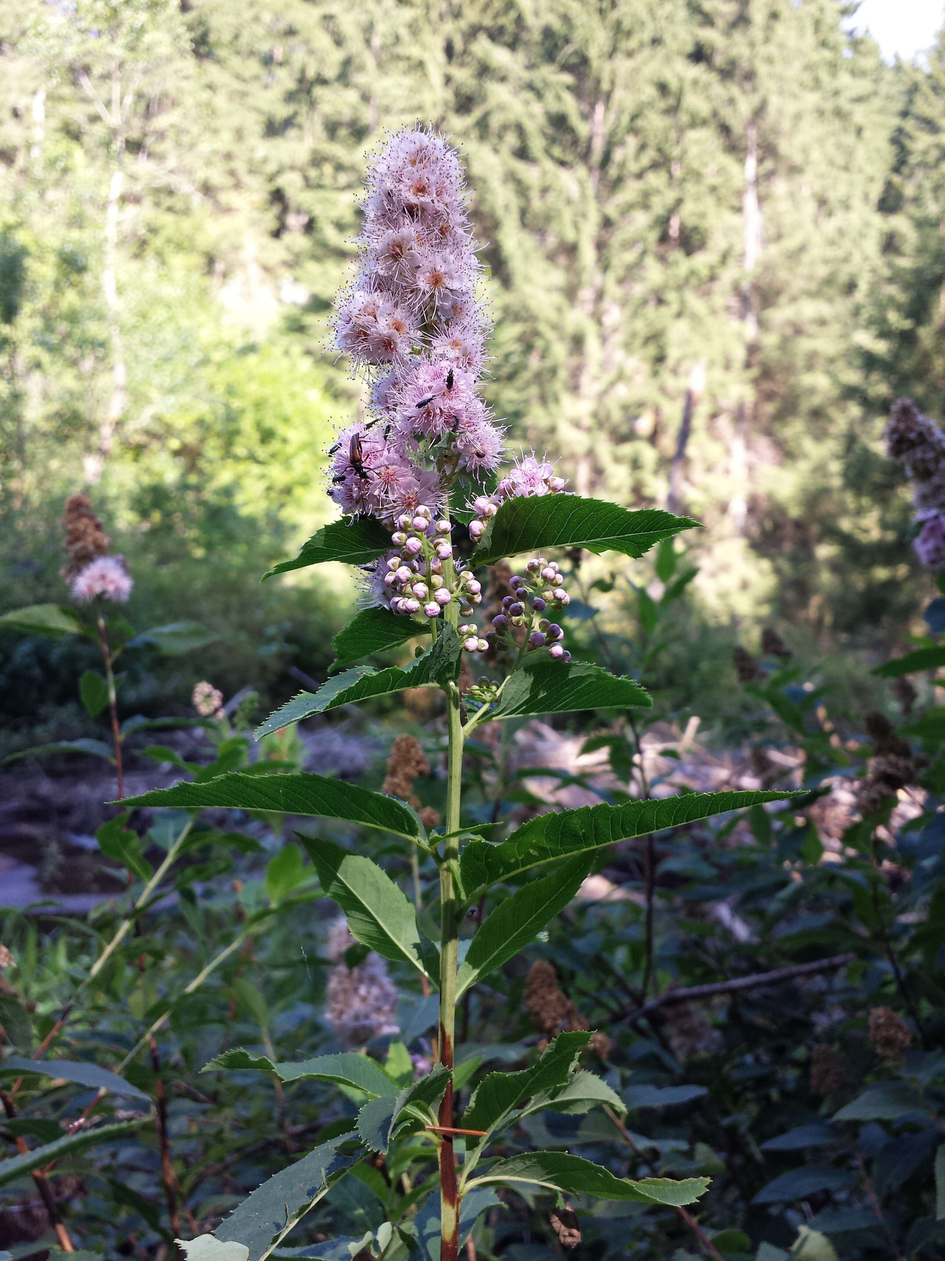 Слика од Spiraea salicifolia L.