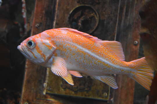 Image of Canary rockfish