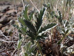 Image of woolly cinquefoil