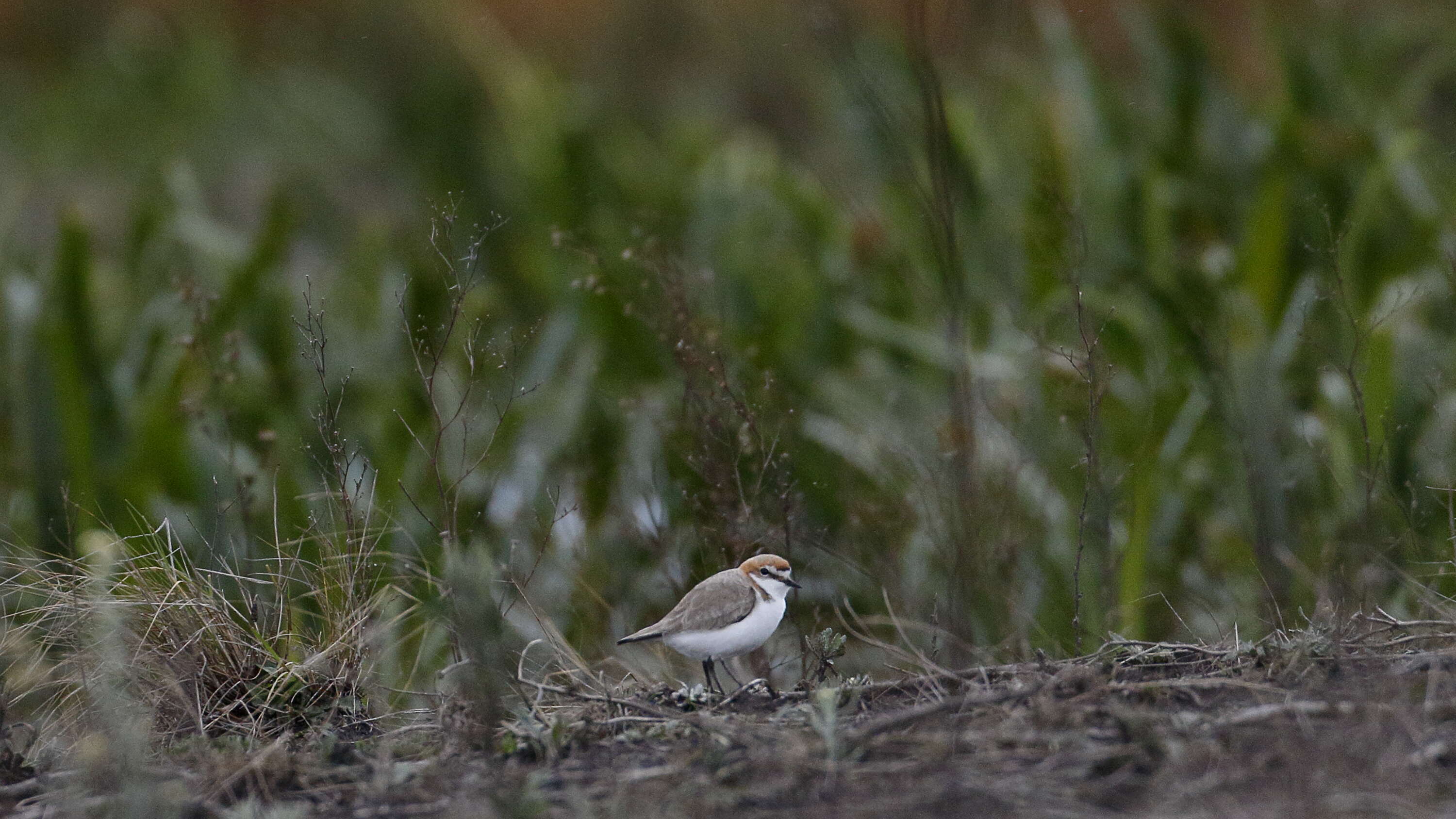 Слика од Charadrius ruficapillus Temminck 1821