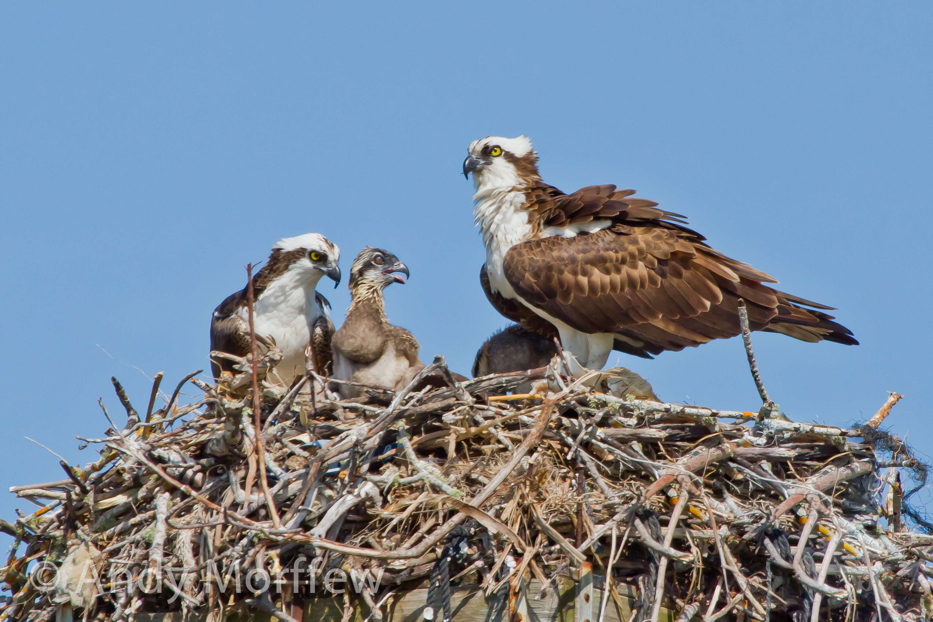 Image of ospreys