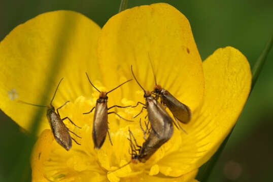 Image of marsh marygold moth