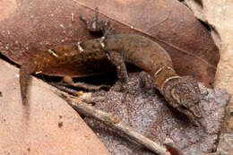 Image of Dominican Least Gecko