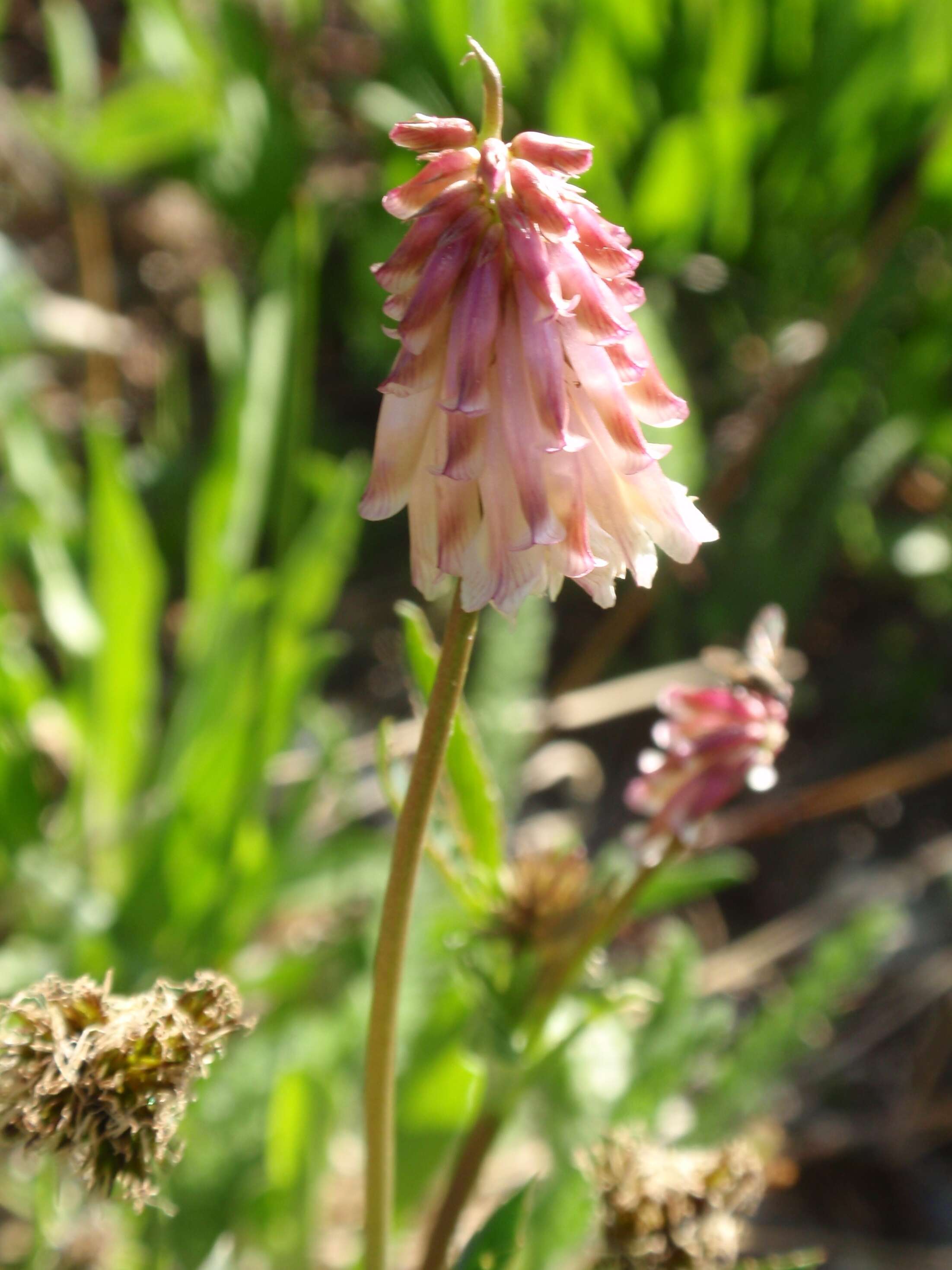 Sivun Trifolium kingii S. Watson kuva