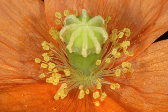 Image of Orange poppy