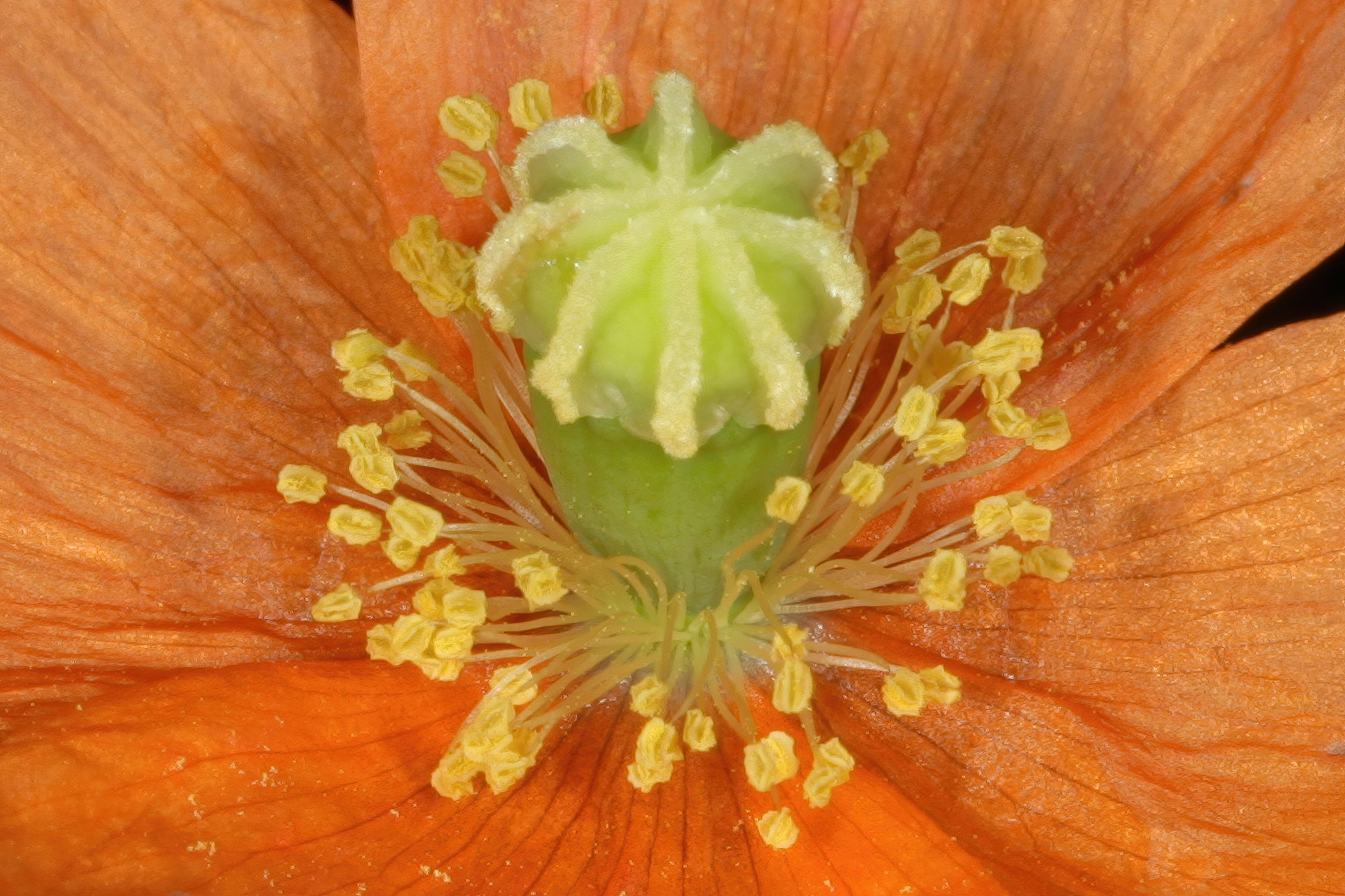 Image of Orange poppy