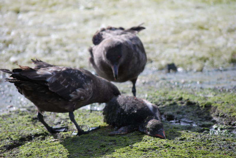 Image of Brown Skua