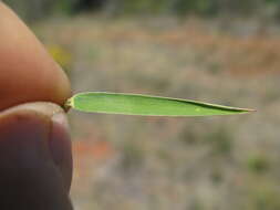 Image of Thyridolepis mitchelliana (Nees) S. T. Blake