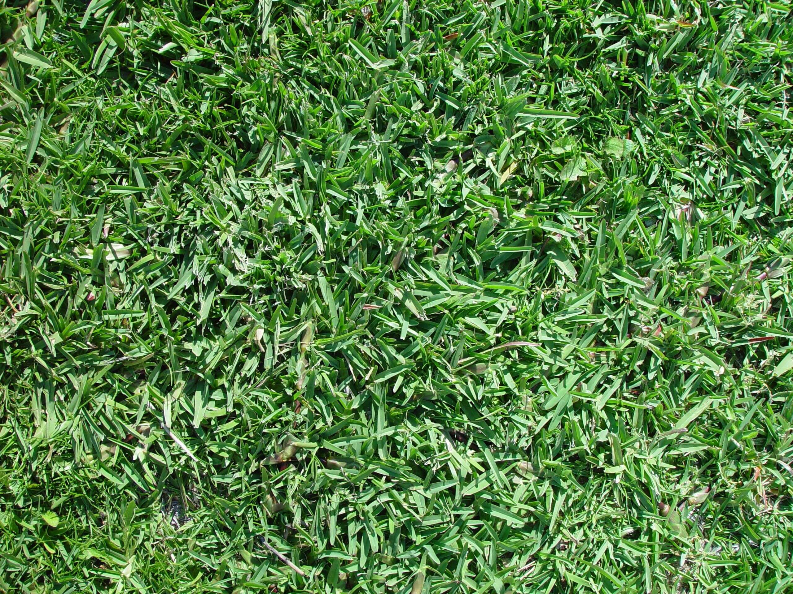 Image of Buffalo Grass
